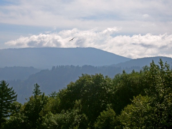 Eagle Over Mount Rainier