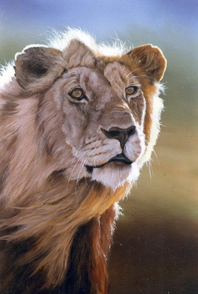 Lion Portrait