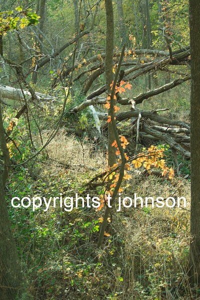 Dancing Autumn Tree