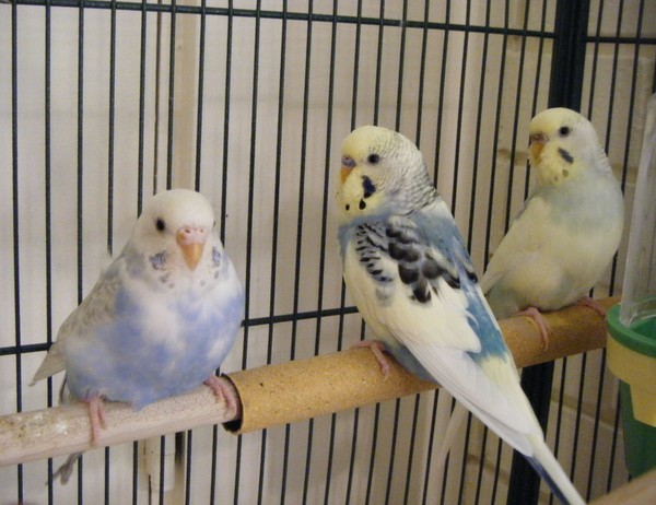 My Parakeets