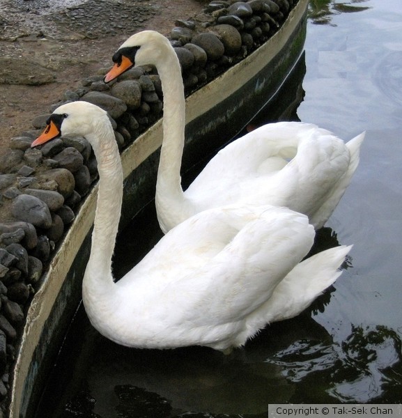 Mute Swans (Cygnus olor), Puerto Rico