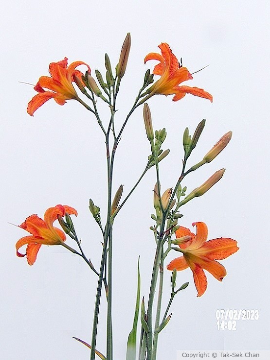 Daylily (Hemerocallis fulva) Russell's, Wayland, MA 07-02-2023