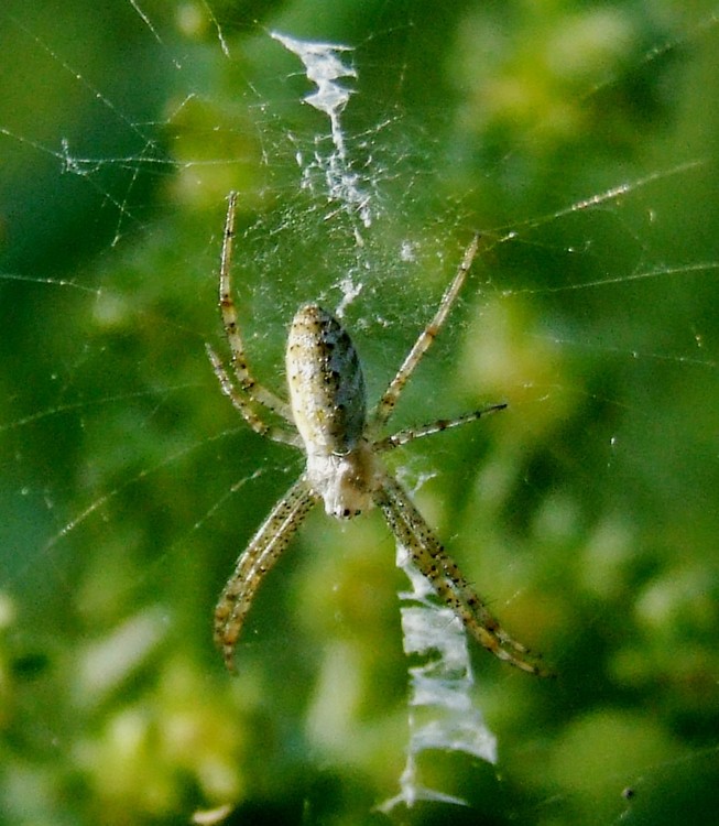 spider-ragno