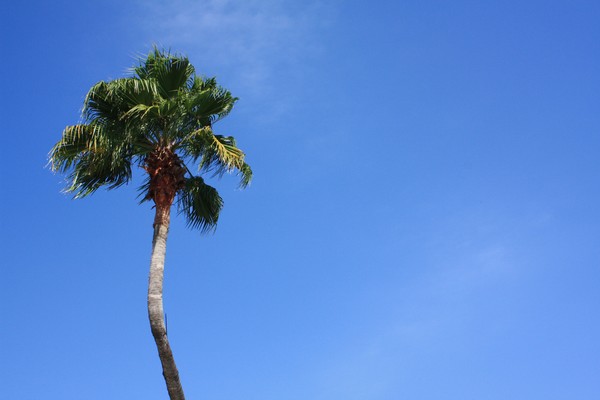 Palm Tree