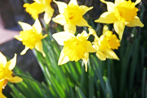 Daffodil Cluster