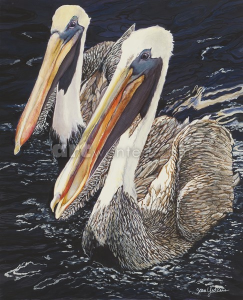 Dockside Pelicans