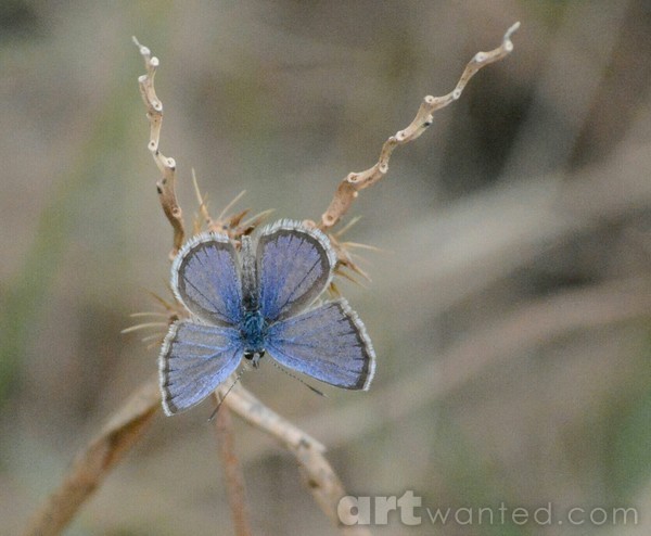 a blue butterfly