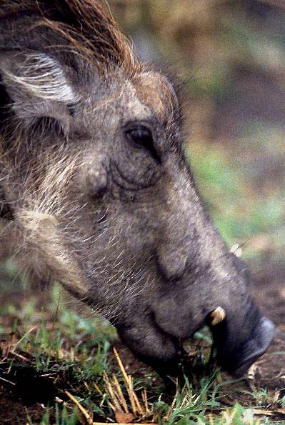 Warthog portrait 