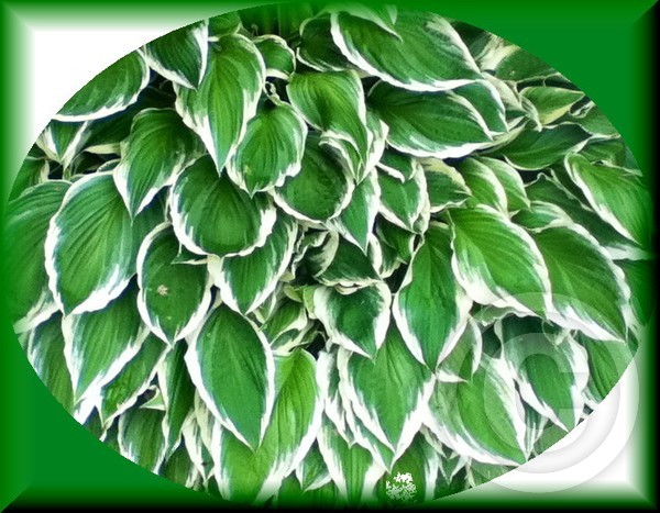 Hosta