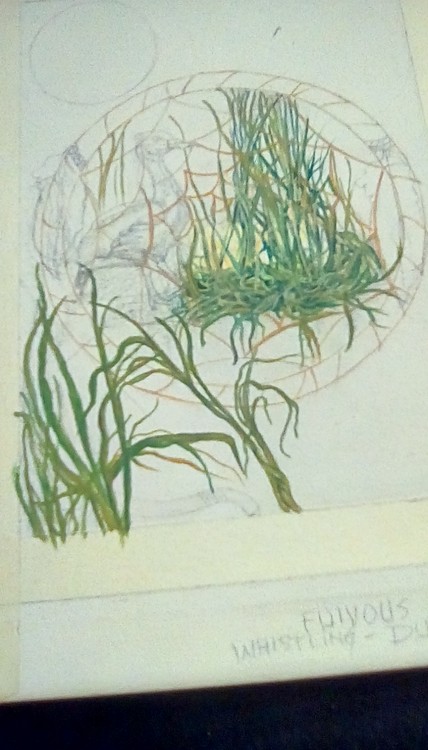 Colorado Grasses