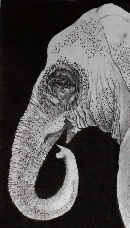 Elephant 8