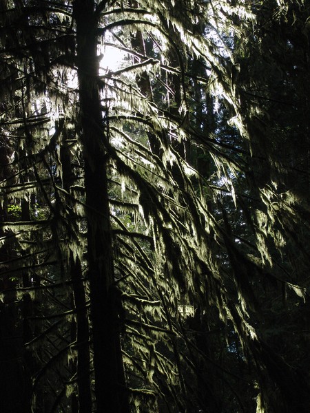 Mossy Trees