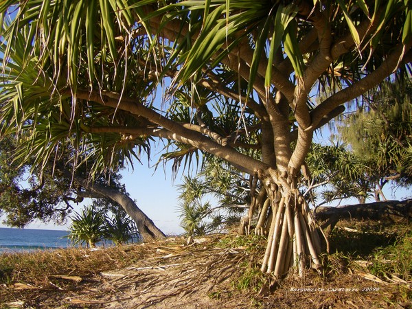 Pandemus Palms