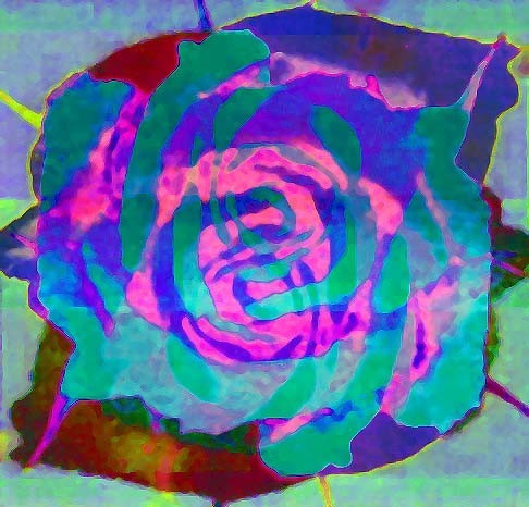 overlapped rose