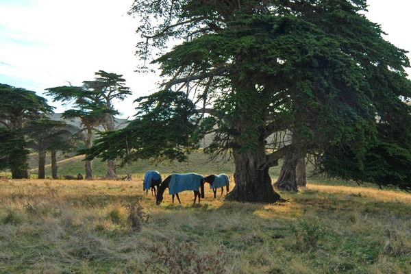 Horses in the Paddock