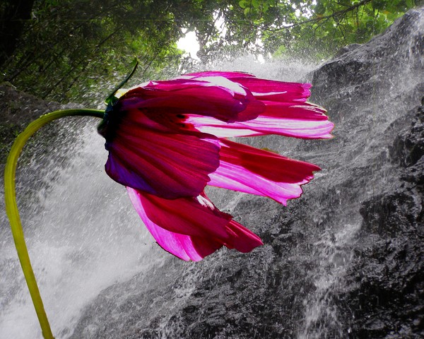 flower  photomontage on polynesian  waterfall