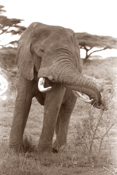 elephant with  elevated  trunk