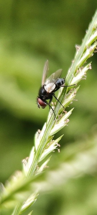 a clean fly
