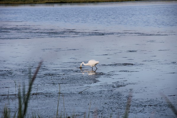 Great Egret as he snags some dinner