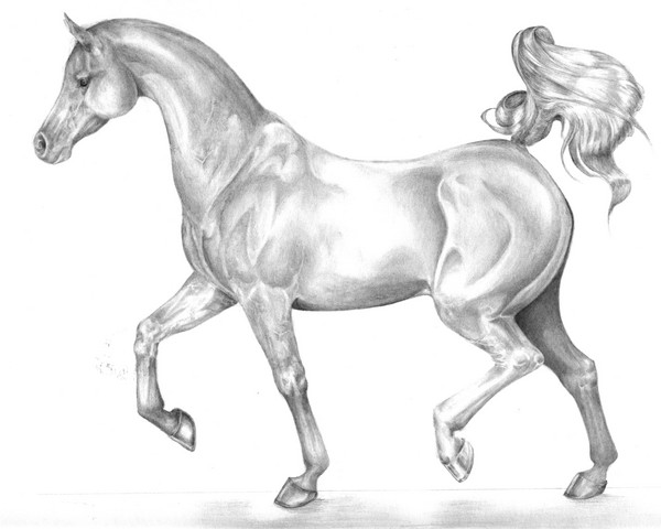 arab horse2