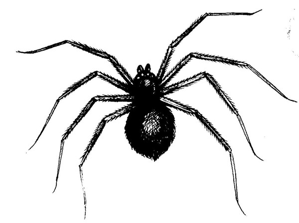 spider01