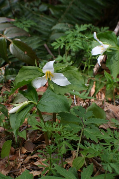 What is Easter Without Trilliums??