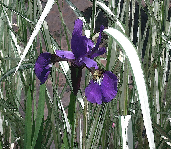 Iris in Grass