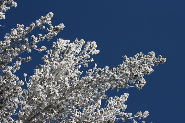 Ice Covered Tree