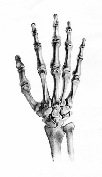 Hand Bones