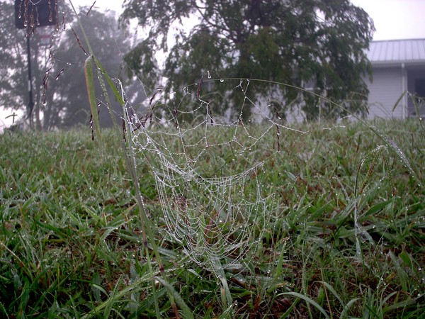 Spider Web W/ Morning Dew