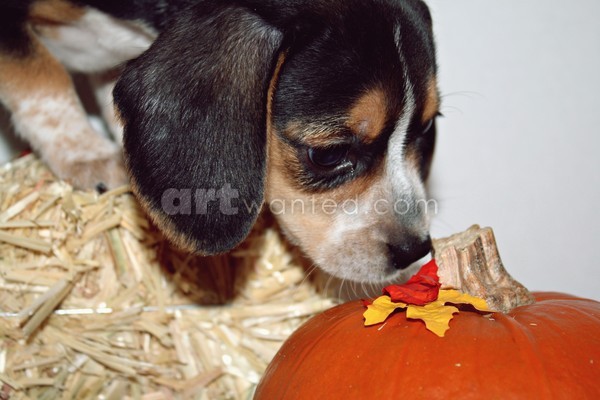 Pepper Paisley and the Pumpkin