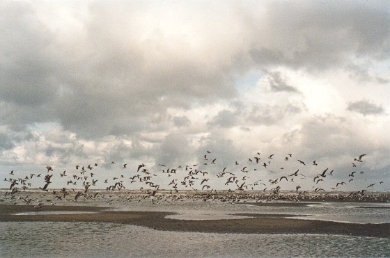 Birds Sea..and Sky