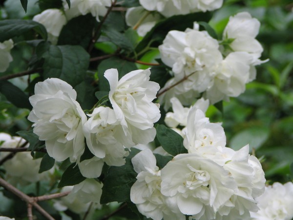 white flowers