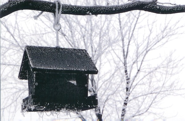 Frozen Birdhouse