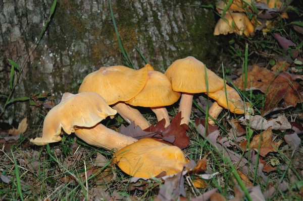 Fall Fungi