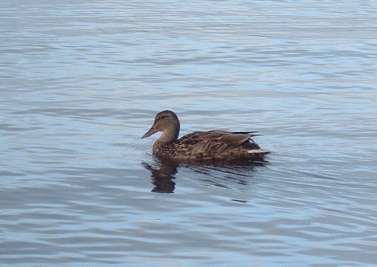 Duck on Loch