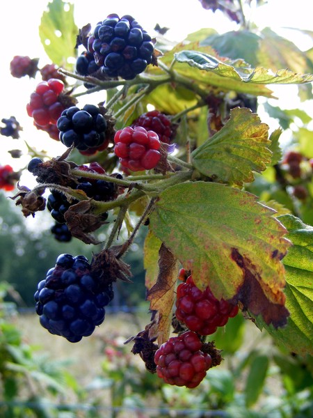 Blackberries