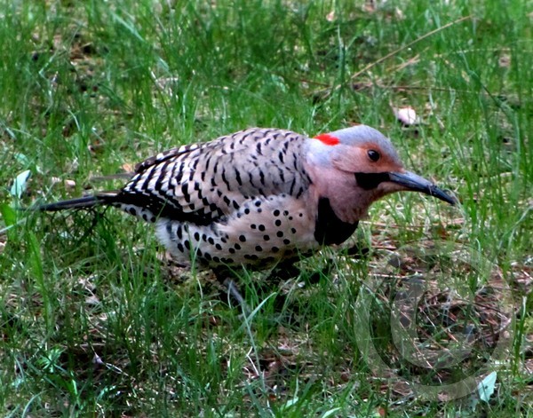 Common Flicker with uncommon colors!