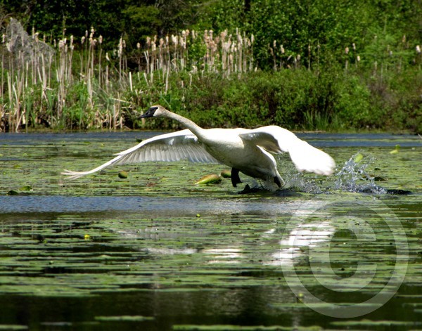 Trumpeter Swan Take-off