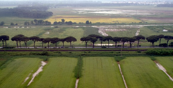 Aligned Trees