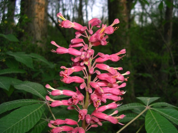 Pink Trumpets