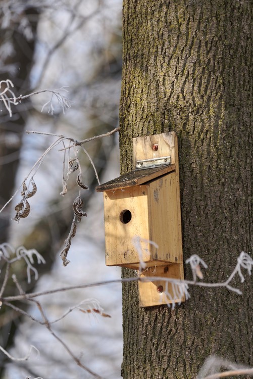 Litle box house for birds in winter tree