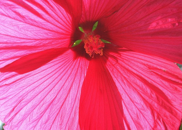 Perennial Hibiscus Flower and Center