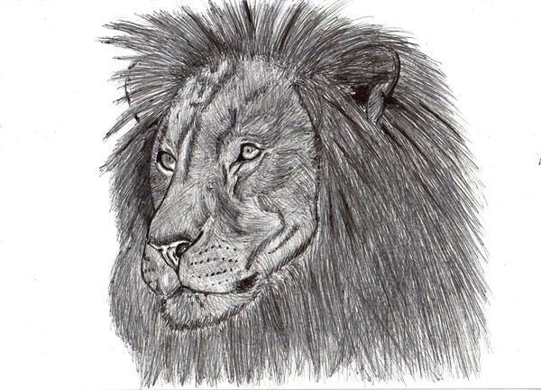 Original ink drawing of the lion