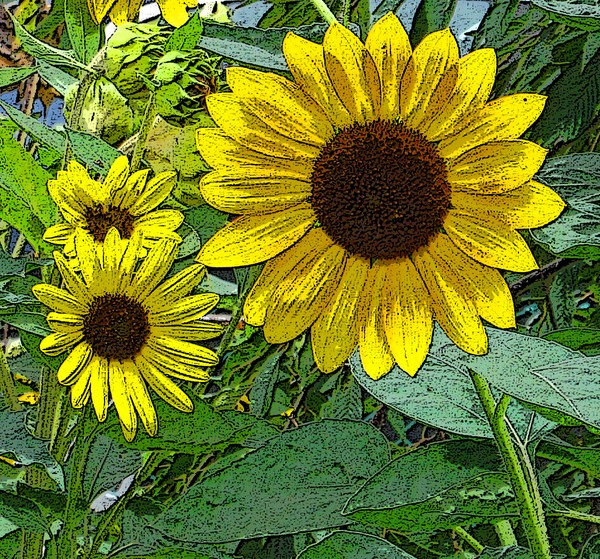 Sunflower Poster Edges