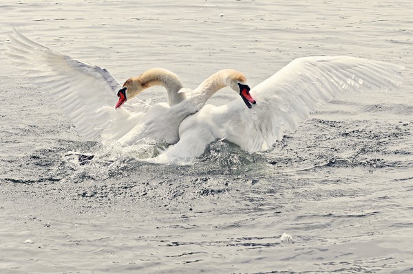 Swan Fight