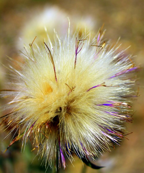 The Glory of Thistle