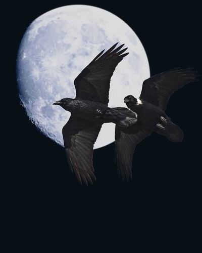 Ravens of The Night Moon