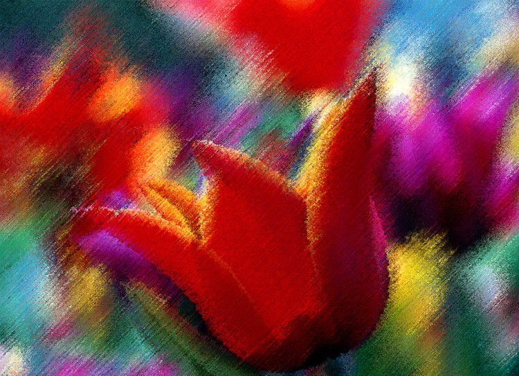 Abstract Tulip LARGE