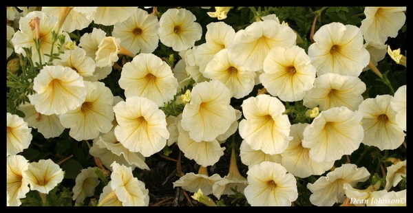 Summer Petunia's